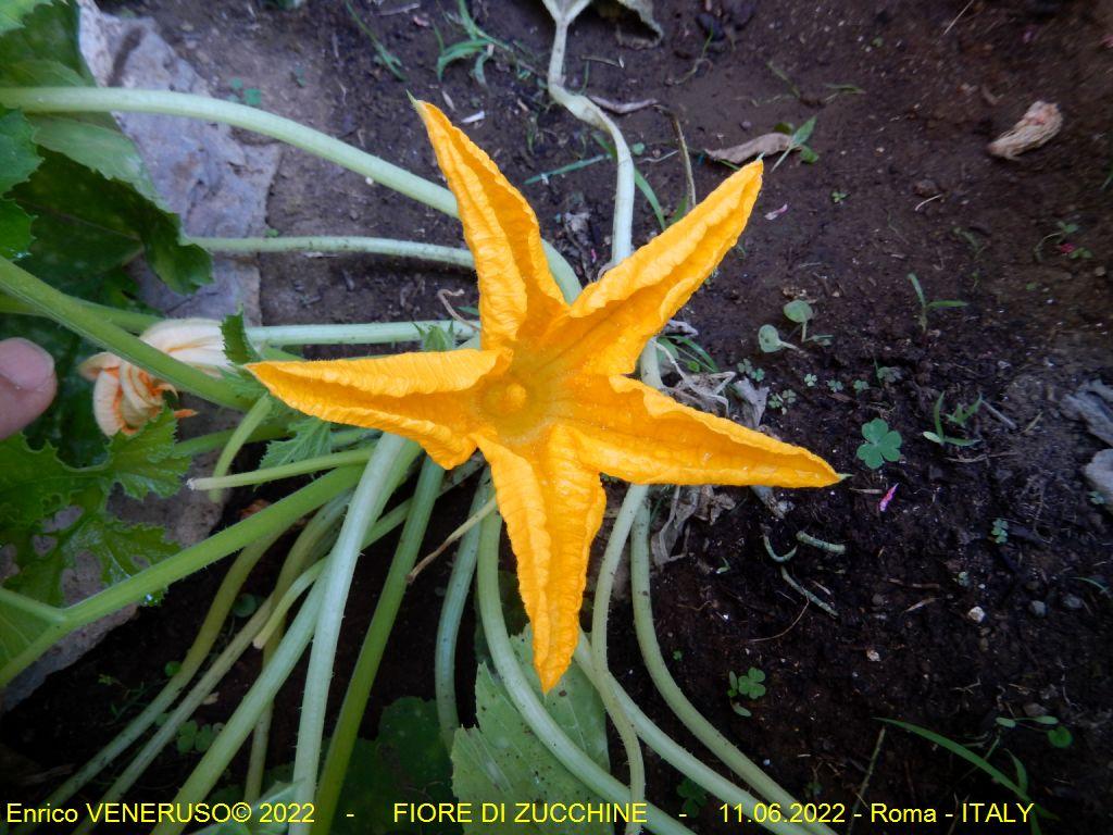 130 - Roma - Fiore di zucchine